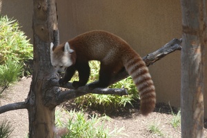 316-4972 San Diego Zoo - Red Panda